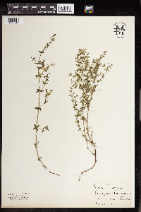 Galium trifidum image