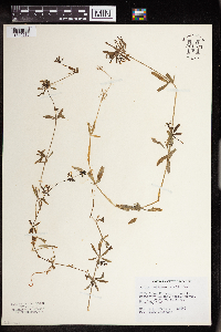 Galium aparine image