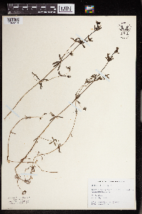 Galium trifidum image