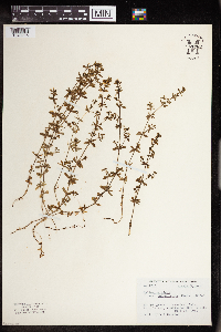 Galium trifidum image