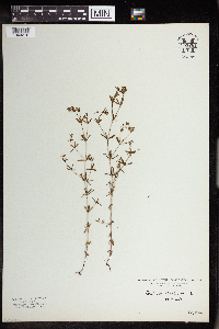 Galium tinctorium image