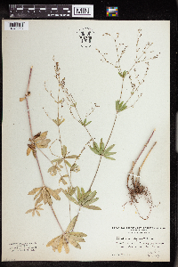 Image of Galium sylvaticum