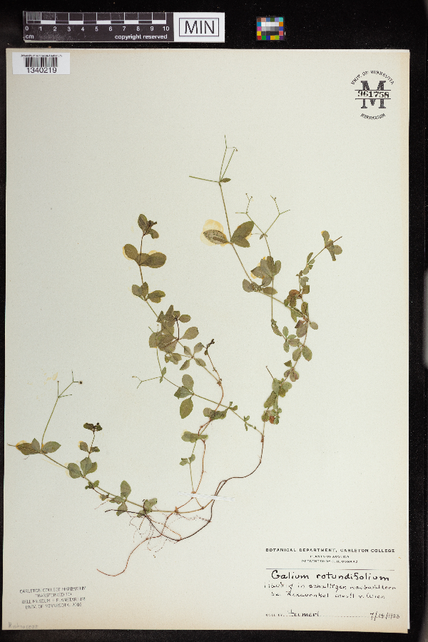 Galium rotundifolium image