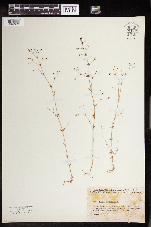 Galium parisiense image