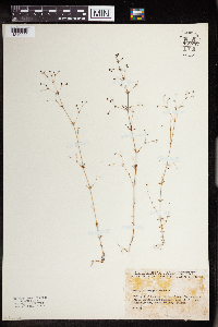 Image of Galium parisiense