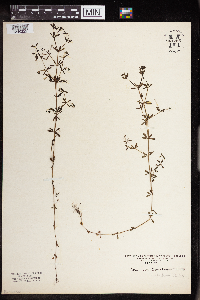 Galium trifidum image