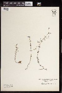 Galium trifidum image