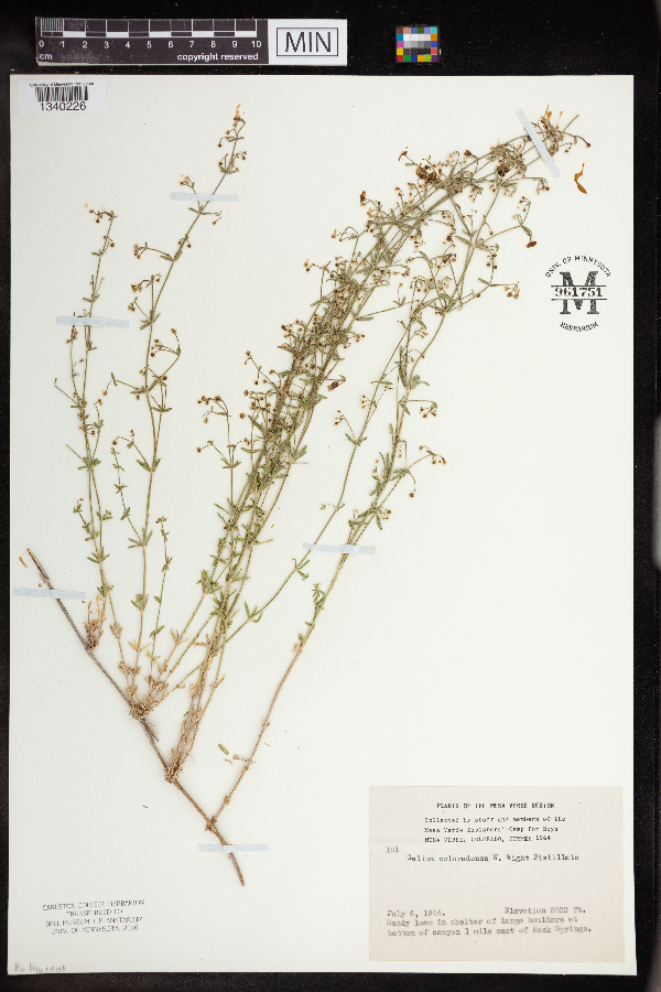 Galium coloradoense image