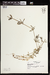 Galium aparine image