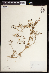 Galium aparine image