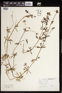 Galium aparine image