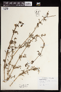 Galium aparine image