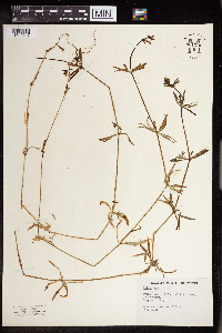 Galium aparine image