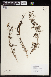 Galium aparine image