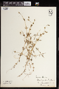 Galium aparine image