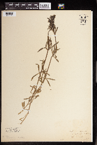 Galium aparine image