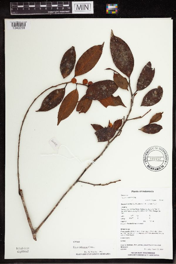 Ficus delosyce image