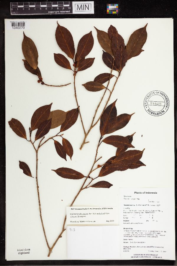 Ficus binnendijkii image