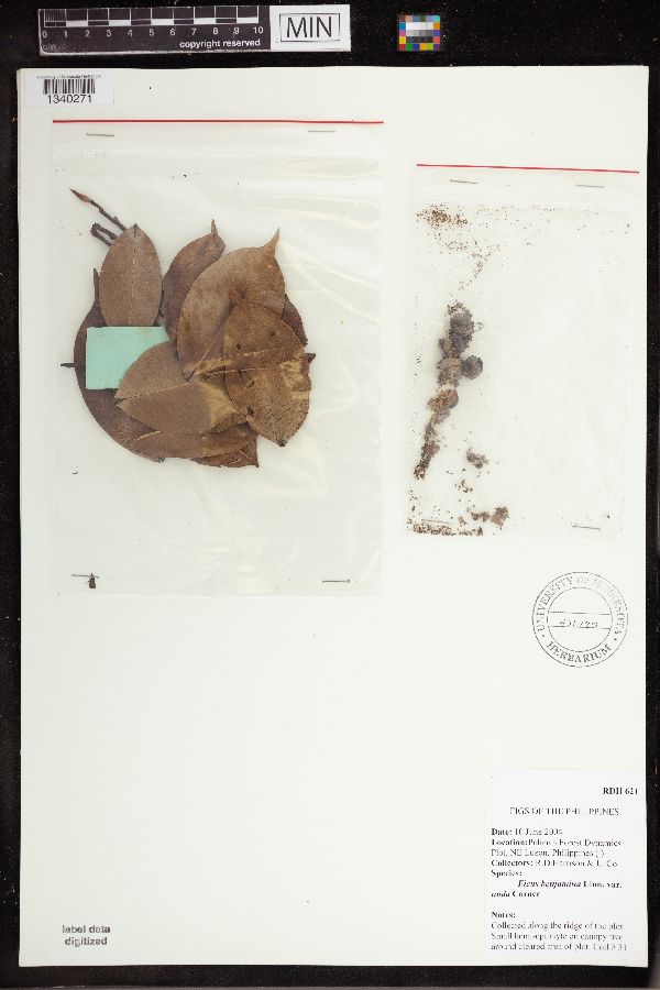 Ficus benjamina var. nuda image