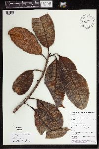Ficus americana image