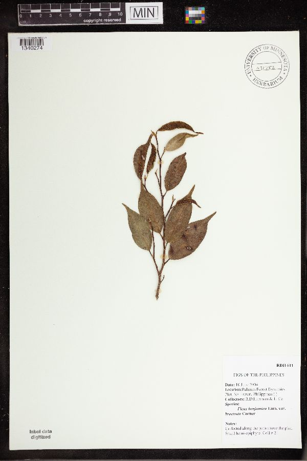 Ficus benjamina var. bracteata image
