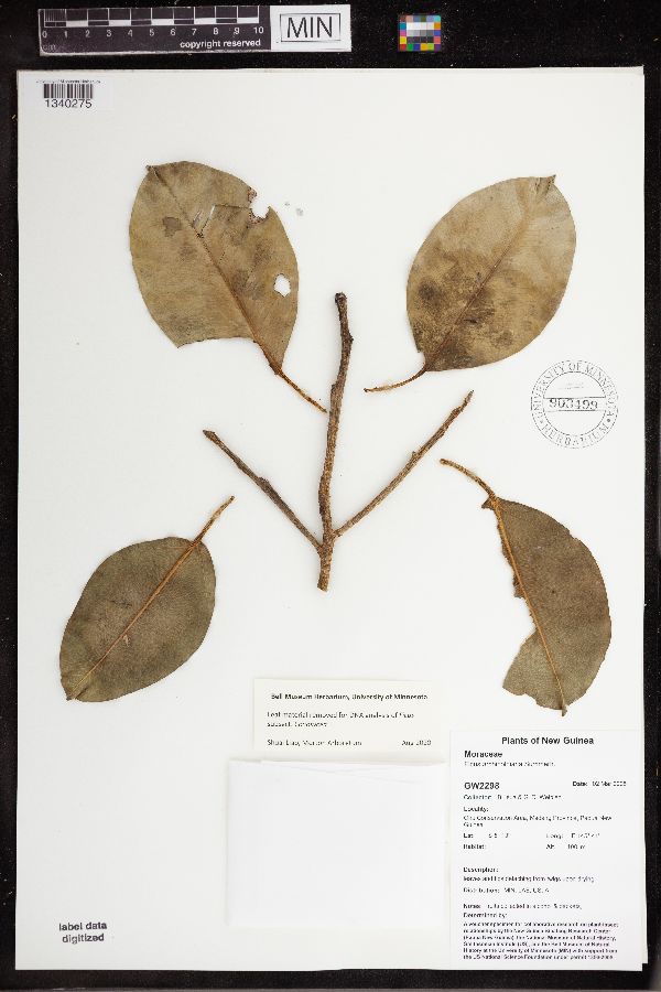 Ficus archboldiana image