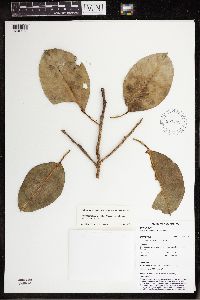 Media resource of Ficus archboldiana
