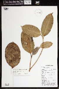 Ficus archboldiana image