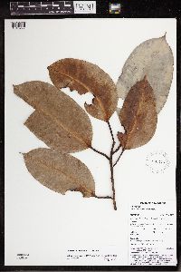 Ficus archboldiana image