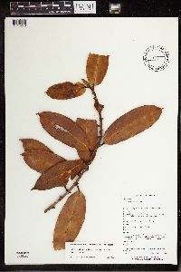 Media resource of Ficus acamptophylla