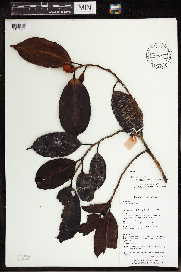 Ficus sundaica var. impressicostata image