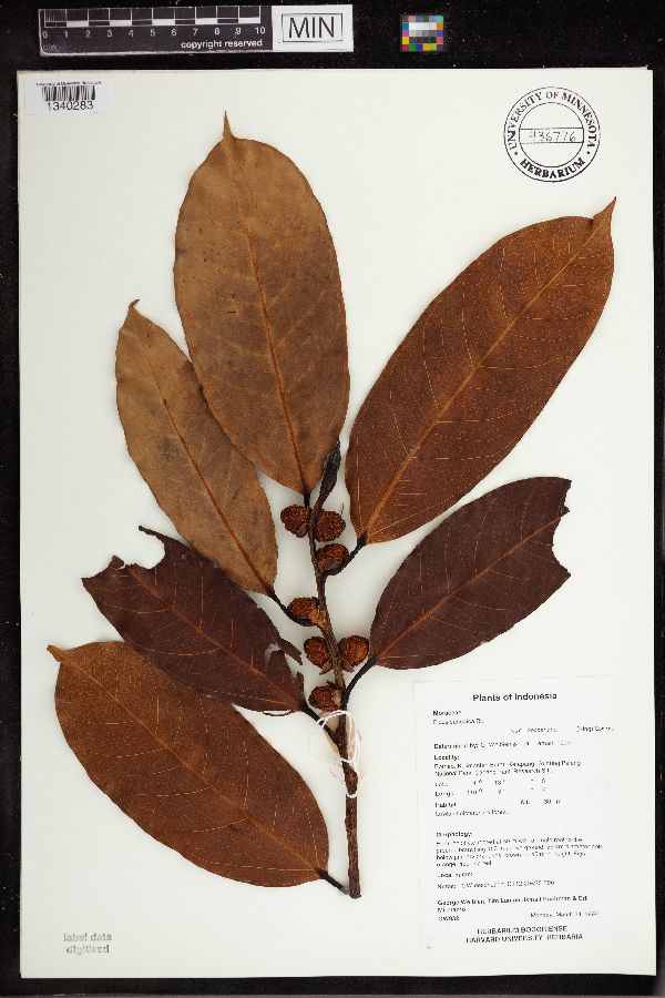 Ficus sundaica var. beccariana image