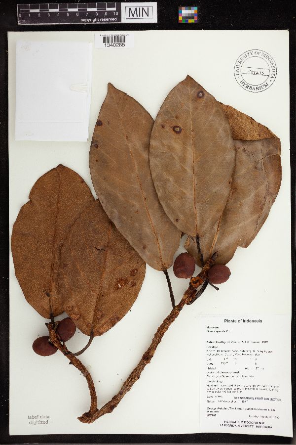 Ficus stupenda image