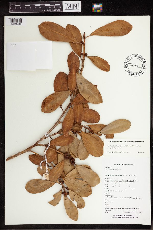 Ficus spathulifolia image