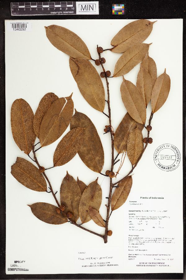 Ficus lowii image