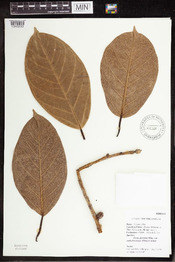 Ficus forstenii var. umbobracteata image