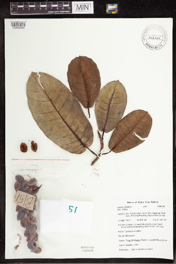 Ficus drupacea var. pedicellata image