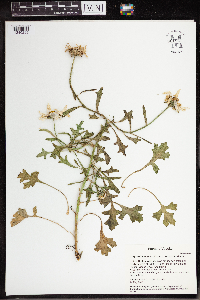 Arctanthemum arcticum subsp. arcticum image