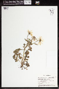 Arctanthemum arcticum subsp. arcticum image