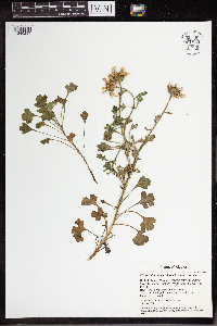 Arctanthemum arcticum subsp. arcticum image