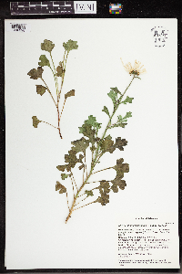 Arctanthemum arcticum subsp. arcticum image
