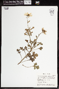 Arctanthemum arcticum subsp. arcticum image