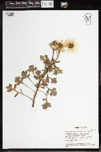 Arctanthemum arcticum subsp. arcticum image