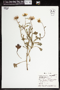 Arctanthemum arcticum subsp. arcticum image