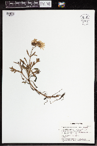 Arctanthemum arcticum subsp. arcticum image