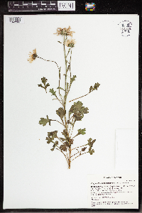 Arctanthemum arcticum subsp. arcticum image