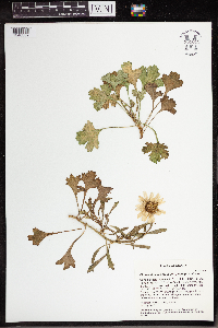 Arctanthemum arcticum subsp. arcticum image