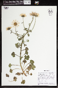 Arctanthemum arcticum subsp. arcticum image
