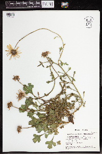Arctanthemum arcticum subsp. arcticum image