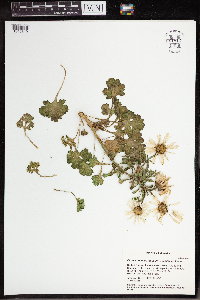 Arctanthemum arcticum subsp. arcticum image